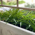 La Peonia Apartamento *